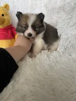 Tom Collins, a male Pomeranian for sale in Fort Myers, FL – 6 of 7