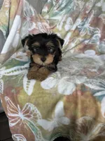 Rocco, a male Yorkshire Terrier for sale in Fort Myers, FL – 2 of 9