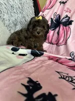 Jewels, a female Poodle - Miniature  for sale in Fort Myers, FL – 4 of 10
