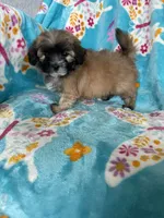Teddy, a male Maltipoo for sale in Fort Myers, FL – 6 of 10