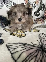 Samson, a male Maltipoo for sale in Fort Myers, FL – 7 of 8