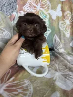 Hershey , a male Shih Tzu for sale in Fort Myers, FL – 6 of 7