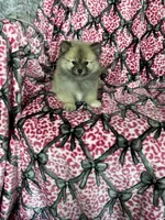 Biscotti, a male Pomeranian for sale in Fort Myers, FL – 6 of 8