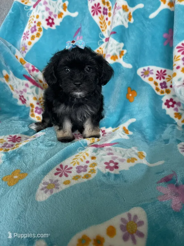 Maya – Maltipoo puppy for sale in Fort Myers, FL