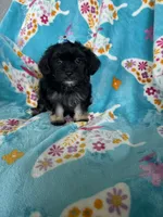 Maya, a female Maltipoo for sale in Fort Myers, FL – 1 of 6