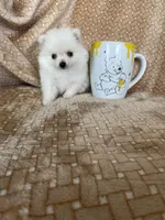 Micro Potato, a male Pomeranian for sale in Fort Myers, FL – 4 of 8