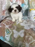 Chip, a male Shih Tzu for sale in Fort Myers, FL – 6 of 9
