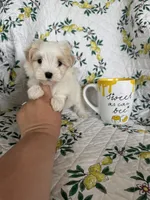 Romeo, a male Maltese for sale in Fort Myers, FL – 6 of 8