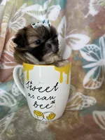 Tiny Cocoa, a female Shih Tzu for sale in Fort Myers, FL – 4 of 10