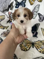 Stevie, a male Maltipoo for sale in Fort Myers, FL – 4 of 7