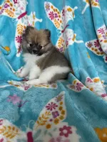 Otto, a male Pomeranian for sale in Fort Myers, FL – 7 of 10