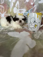 Nutella, a male Shih Tzu for sale in Fort Myers, FL – 5 of 10