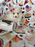 Buttons, a female Pomeranian for sale in Fort Myers, FL – 4 of 5