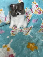 Pippa, a female Pomeranian for sale in Fort Myers, FL – 5 of 7