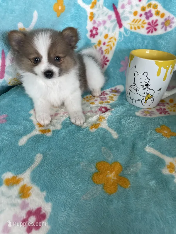 Noah – Pomeranian puppy for sale in Fort Myers, FL