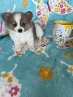 Noah, a male Pomeranian for sale in Fort Myers, FL – 1 of 7