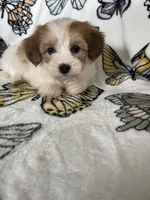 Stevie, a male Maltipoo for sale in Fort Myers, FL – 5 of 7