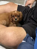 Prosciutto , a male Cavalier King Charles Spaniel for sale in Fort Myers, FL – 9 of 9