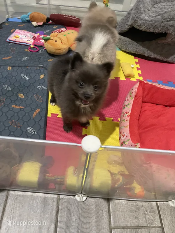 Lenny – Pomeranian puppy for sale in Fort Myers, FL