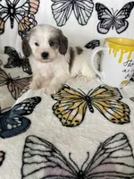 Scotty, a male Maltipoo for sale in Fort Myers, FL – 1 of 9