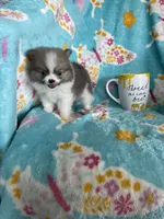 Tcup Chippy, a male Pomeranian for sale in Fort Myers, FL – 5 of 6