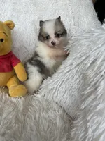 Martini, a male Pomeranian for sale in Fort Myers, FL – 6 of 7