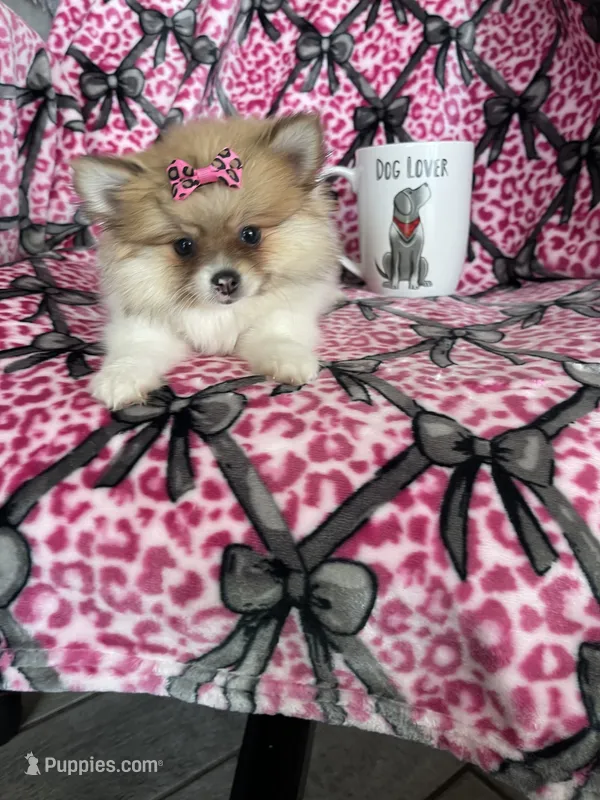 Chai – Pomeranian puppy for sale in Fort Myers, FL