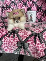 Chai, a female Pomeranian for sale in Fort Myers, FL – 1 of 8