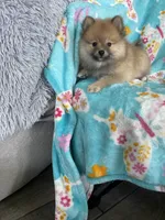 Frankie, a male Pomeranian for sale in Fort Myers, FL – 5 of 8