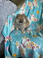 Frankie, a male Pomeranian for sale in Fort Myers, FL – 2 of 8