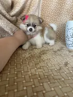 Parsley, a female Pomeranian for sale in Fort Myers, FL – 3 of 7