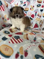 Muffin, a male Pomeranian for sale in Fort Myers, FL – 5 of 7