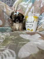 Tiny Cocoa, a female Shih Tzu for sale in Fort Myers, FL – 2 of 10