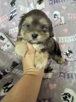 Cappuccino , a male Maltipoo for sale in Fort Myers, FL – 4 of 8