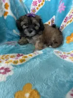 Liberty, a female Maltipoo for sale in Fort Myers, FL – 8 of 8