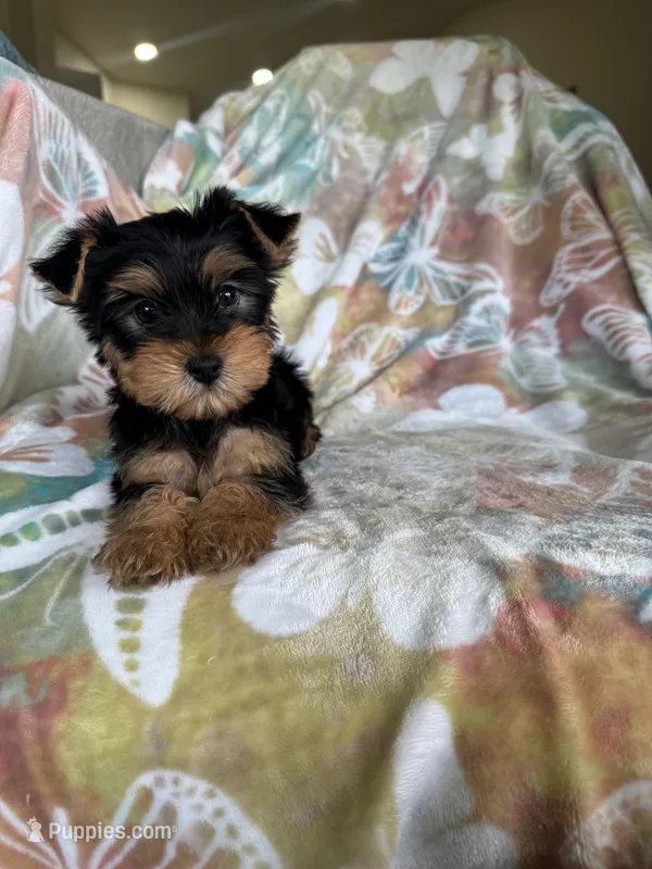 Rocco, a male Yorkshire Terrier for sale in Fort Myers, FL – 1 of 9