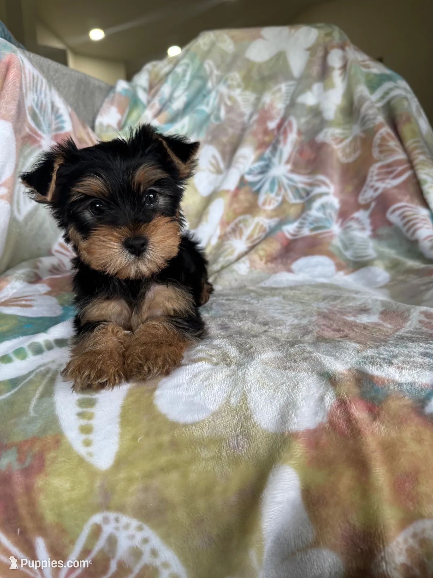Rocco, a male Yorkshire Terrier for sale in Fort Myers, FL – 1 of 9