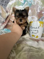 Tcup Ted, a male Yorkshire Terrier for sale in Fort Myers, FL – 8 of 9