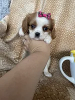 Peaches, a female Cavalier King Charles Spaniel for sale in Fort Myers, FL – 4 of 7