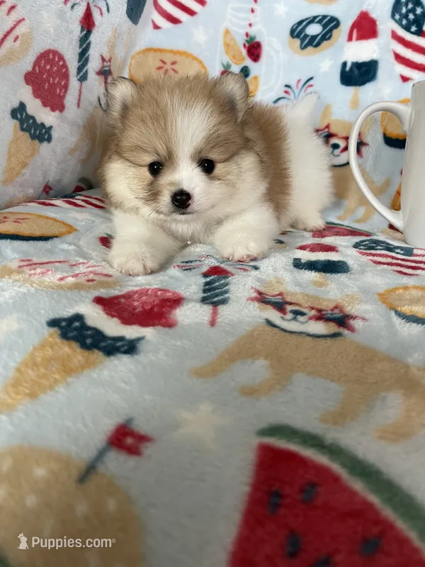 Juno – Pomeranian puppy for sale in Fort Myers, FL