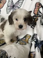 Scotty, a male Maltipoo for sale in Fort Myers, FL – 4 of 9