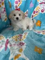 Vera, a female Maltipoo for sale in Fort Myers, FL – 3 of 6