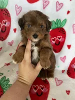 Harlem, a male Miniature Aussiedoodle for sale in Fort Myers, FL – Photo 5 of 6