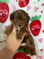 Harlem, a male Miniature Aussiedoodle for sale in Fort Myers, FL – Photo 4 of 6