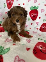 Harlem, a male Miniature Aussiedoodle for sale in Fort Myers, FL – Photo 6 of 6