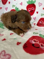 Harlem, a male Miniature Aussiedoodle for sale in Fort Myers, FL – Photo 2 of 6