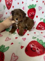 Harlem, a male Miniature Aussiedoodle for sale in Fort Myers, FL – Photo 3 of 6