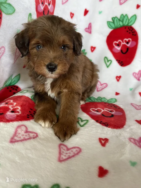 Harlem – Miniature Aussiedoodle puppy for sale in Fort Myers, FL