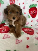 Harlem, a male Miniature Aussiedoodle for sale in Fort Myers, FL – Photo 1 of 6
