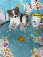 Noah, a male Pomeranian for sale in Fort Myers, FL – 2 of 7
